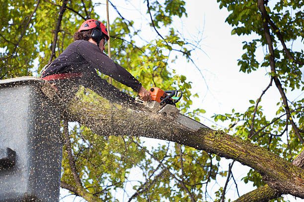 The Steps Involved in Our Tree Care Process in Collinsville, AL